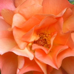 Buy Roses Online - Orange - park rose - intensive fragrance -  Westerland® - Reimer Kordes - Due to its upright growing and climbing habit provides a variety of uses. Can be grown as a larger shrub or as a smaller climbing rose.